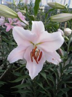 [1777 Lido 2N No01.JPG]